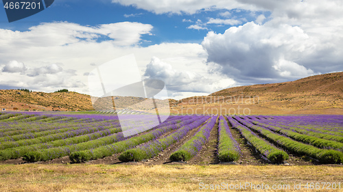 Image of lavender field in New Zealand