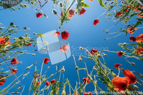 Image of Bottom view of red poppies and blue sky