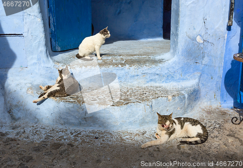 Image of Cats on blue street in Medina Chefchaouen