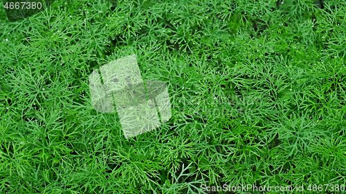 Image of Dill plants with dew densely planted for use as a green condimen