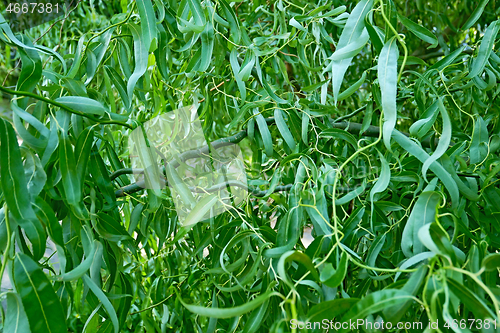 Image of Curly Twisted Willow Tree Foliage Background