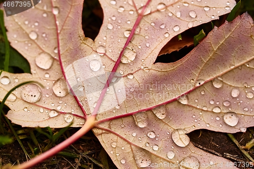 Image of Autumn leaf on ground with raindrops