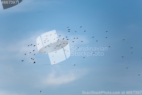 Image of Birds flying in cloudy sky