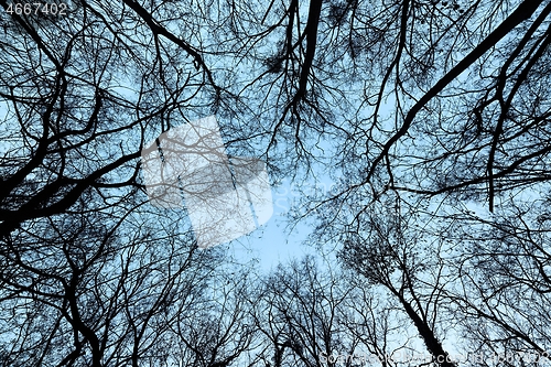 Image of Bare tree branches