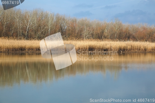Image of Water surface with trees and reed in autumn