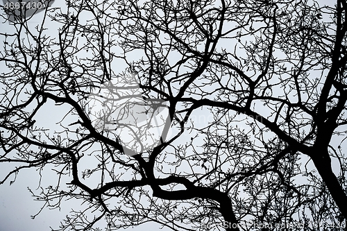 Image of Bare tree branches