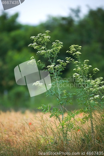 Image of Weed plant growing on the fields