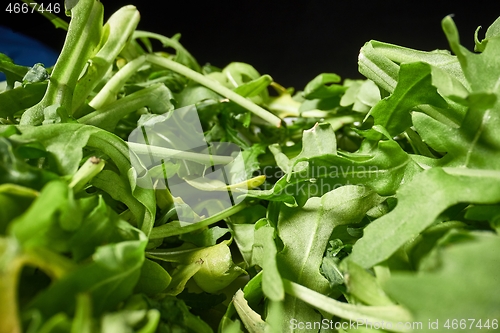 Image of Fresh green salad macro with probe lens