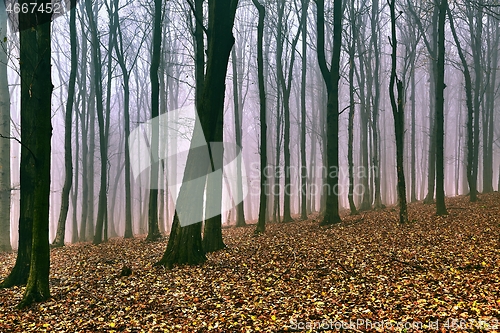 Image of Autumn Forest Fog