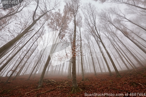 Image of Autumn Forest Fog, Fallen Leaves