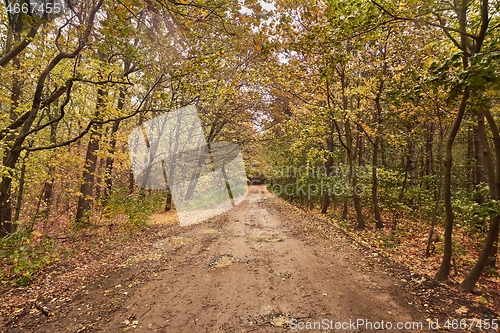 Image of Autumn forest path