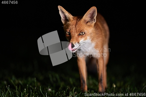 Image of Fox at night in the countryside