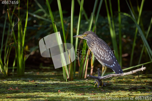 Image of Bird fishing in the lake