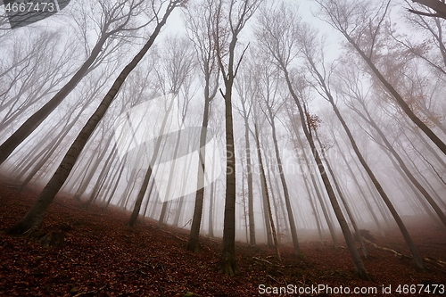 Image of Autumn Forest Fog