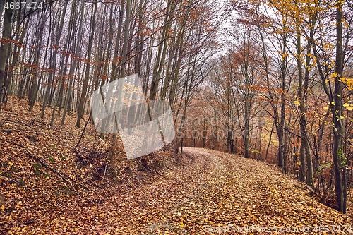 Image of Autumn forest path