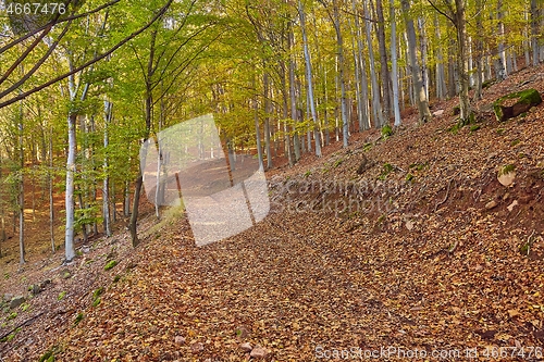 Image of Autumn forest path