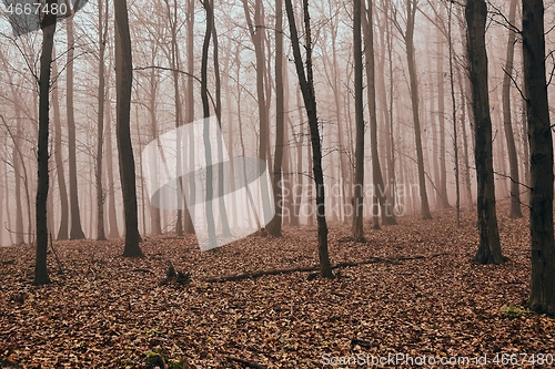 Image of Autumn Forest Fog