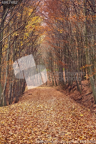 Image of Autumn forest path