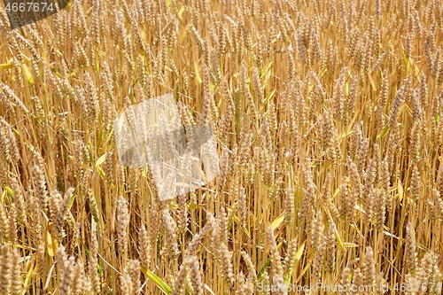 Image of Wheat field detail