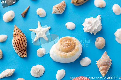 Image of different sea shells on blue background