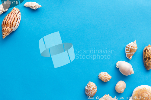 Image of different sea shells on blue background