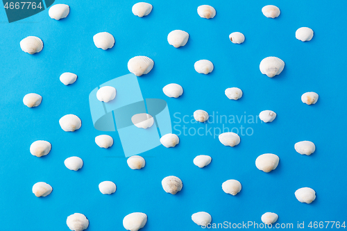 Image of white sea shells on blue background