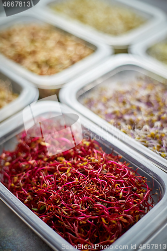 Image of Set of containers with a varoius kinds micro green sprouts. Young shoots of onions, basil, peas