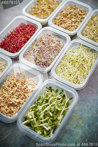 Image of Various kind healthy microgreen sprouts in small packages placed on the stone background