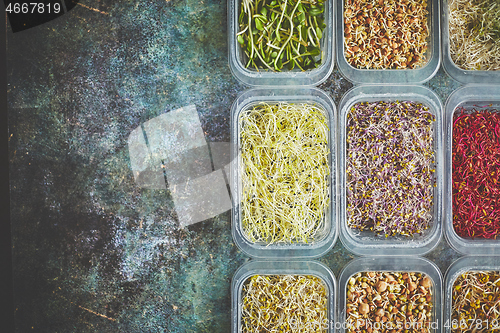 Image of Set of containers with a varoius kinds micro green sprouts. Young shoots of onions, basil, peas