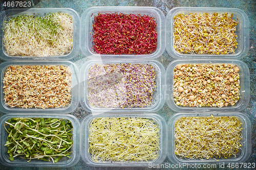 Image of Various kind healthy microgreen sprouts in small packages placed on the stone background