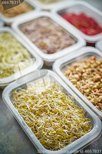 Image of Various kind healthy microgreen sprouts in small packages placed on the stone background