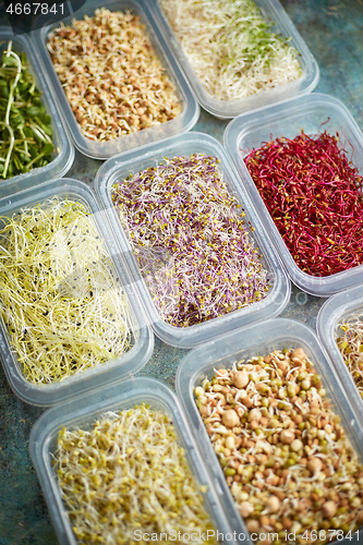 Image of Various kind healthy microgreen sprouts in small packages placed on the stone background