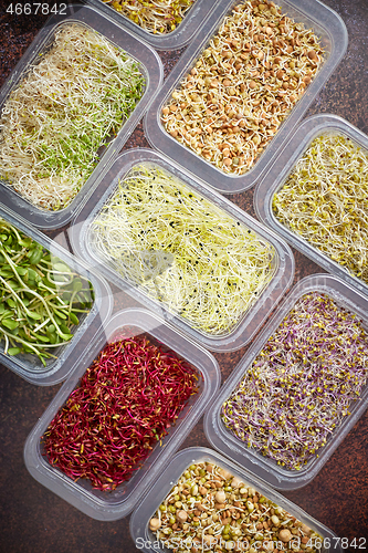 Image of Set of containers with a varoius kinds micro green sprouts. Young shoots of onions, basil, peas