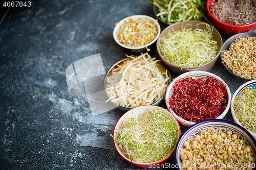 Image of Top view of various kinds microgreens sprouts in colorful bowls. Shoots of radish, cabbage, garlic