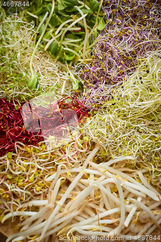 Image of Vegetarian concept food. A set of different sprouted seeds for healthy eating on a wooden plate