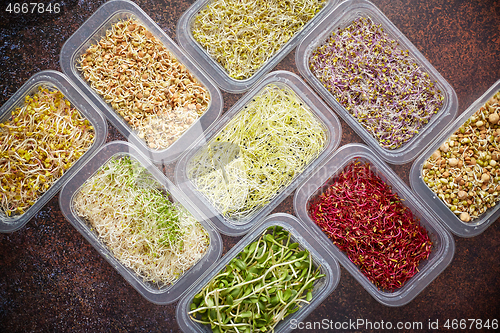 Image of Set of containers with a varoius kinds micro green sprouts. Young shoots of onions, basil, peas