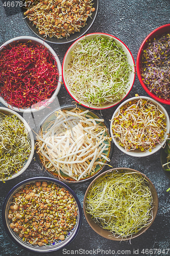 Image of Top view of various kinds microgreens sprouts in colorful bowls. Shoots of radish, cabbage, garlic