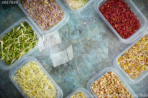 Image of Set of containers with a varoius kinds micro green sprouts. Young shoots of onions, basil, peas