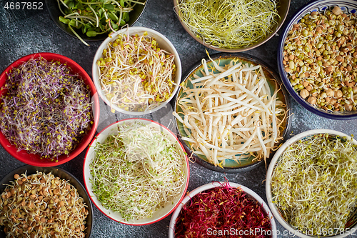 Image of Top view of various kinds microgreens sprouts in colorful bowls. Shoots of radish, cabbage, garlic