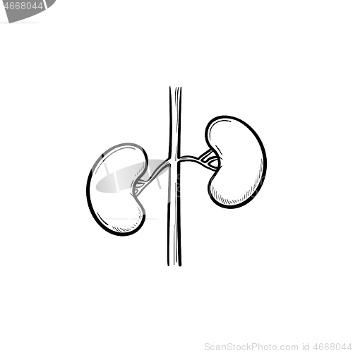 Image of Kidneys hand drawn outline doodle icon.