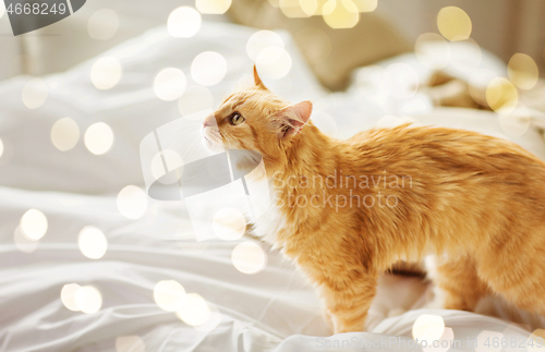 Image of red tabby cat at home in bed