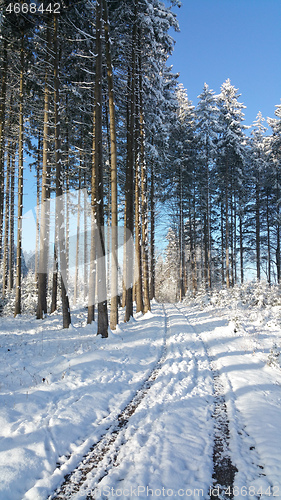 Image of dirt road in the forest in winter