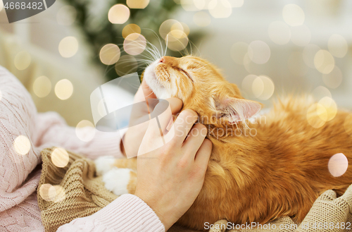 Image of close up of owner stroking red cat in bed at home