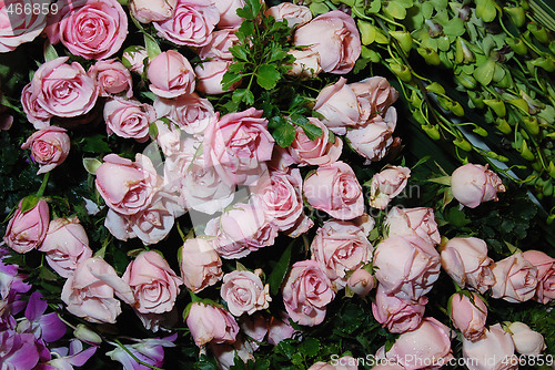 Image of Pink roses