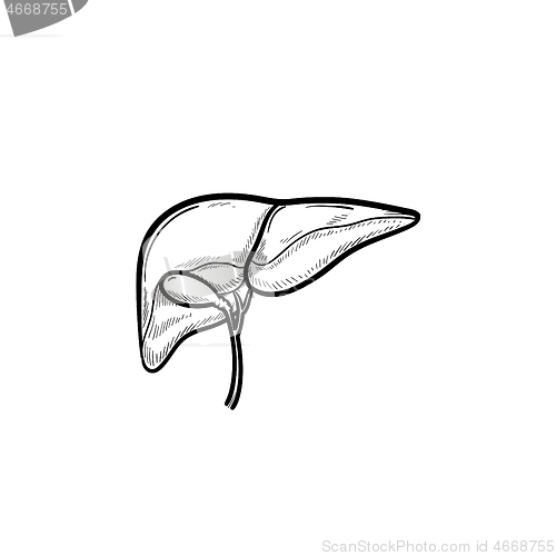 Image of Human liver hand drawn outline doodle icon.