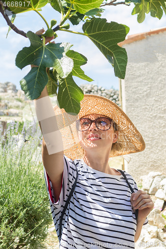 Image of Beautiful blonde young female traveler wearing straw sun hat enjoying summer on Mediterranean cost, picking fruits under a fig tree with lavander flowers and traditional old stone hous in background