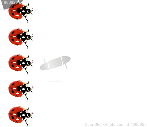 Image of Lady Bird In A Row