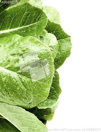 Image of Fresh Romaine Lettuce Leafs