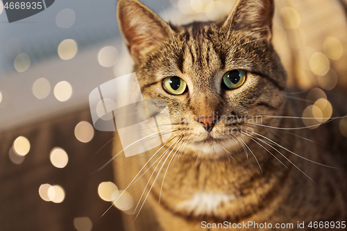 Image of portrait of tabby cat at home