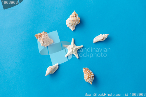 Image of different sea shells on blue background